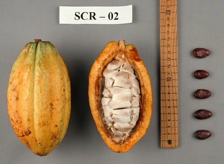 Pods and seeds. (Accession: TARS 16822).