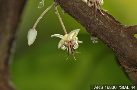 Flower on tree. (Accession: TARS 16830).