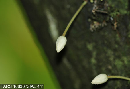 Flowerbud on tree. (Accession: TARS 16830).