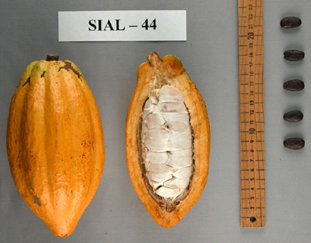 Pods and seeds. (Accession: TARS 16830).