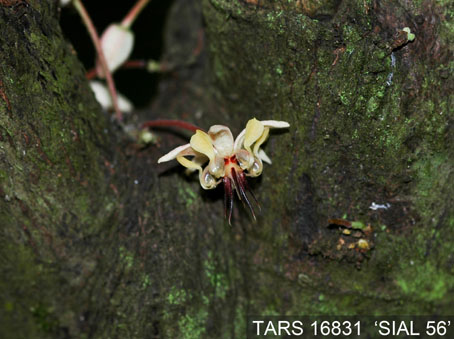 Flower on tree. (Accession: TARS 16831).