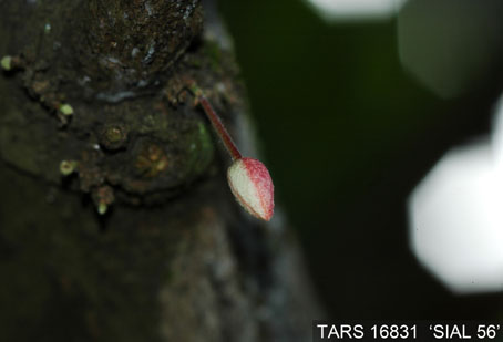 Flowerbud on tree. (Accession: TARS 16831).