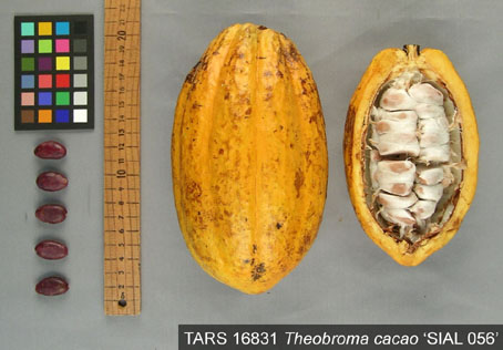 Pods and seeds. (Accession: TARS 16831).