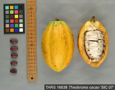 Pods and seeds. (Accession: TARS 16838).