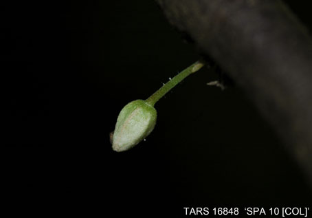 Flowerbud on tree. (Accession: TARS 16848).
