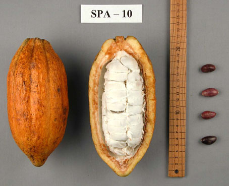 Pods and seeds. (Accession: TARS 16848).