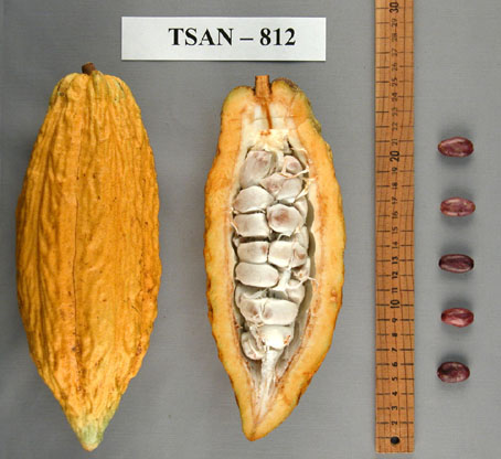 Pods and seeds. (Accession: TARS 16867).