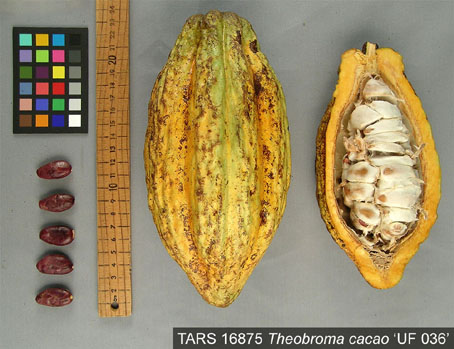Pods and seeds. (Accession: TARS 16875).