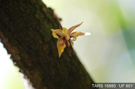 Flower on tree. (Accession: TARS 16880).