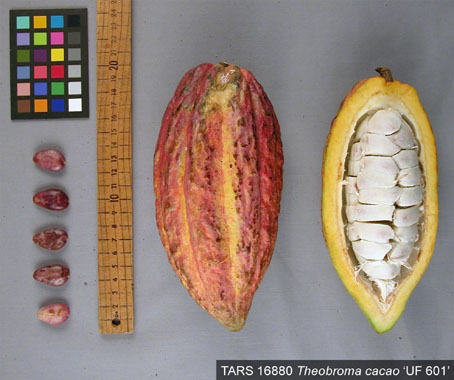 Pods and seeds. (Accession: TARS 16880).
