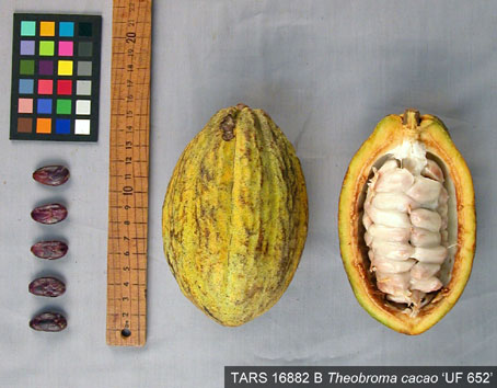 Pods and seeds. (Accession: TARS 16882 B).