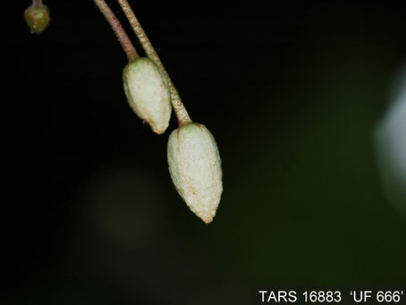Flowerbud on tree. (Accession: TARS 16883).