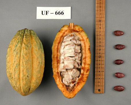 Pods and seeds. (Accession: TARS 16883).