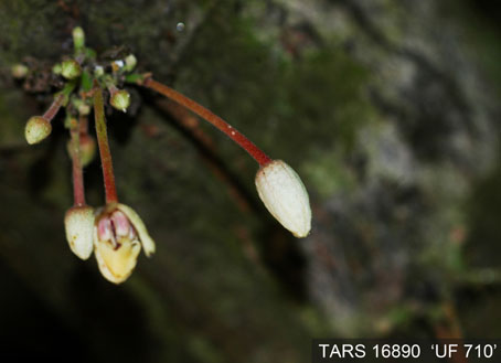 Flowerbud on tree. (Accession: TARS 16890).