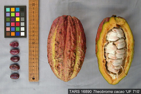Pods and seeds. (Accession: TARS 16890).