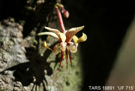 Flower on tree. (Accession: TARS 16891).