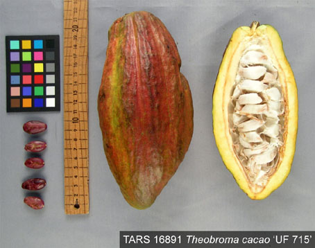 Pods and seeds. (Accession: TARS 16891).