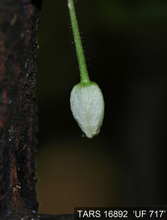 Flowerbud on tree. (Accession: TARS 16892).