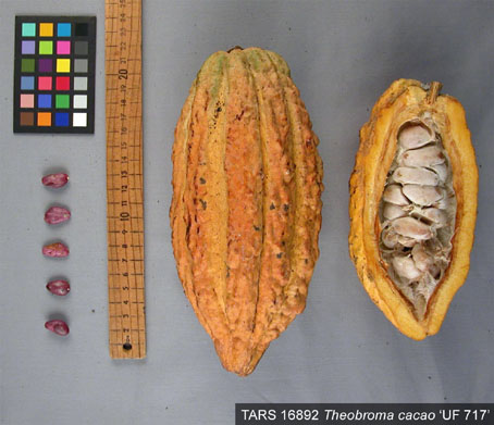 Pods and seeds. (Accession: TARS 16892).